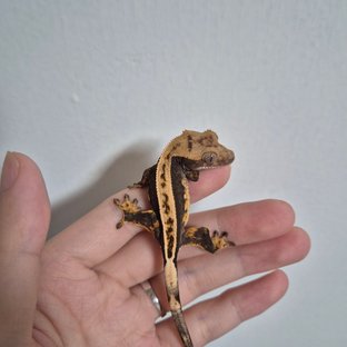 100%헷아잔틱 다크 풀핀 쿼드