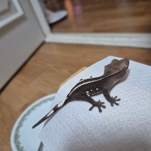 아잔틱