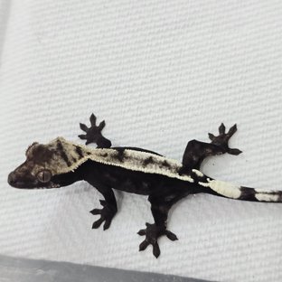 동배