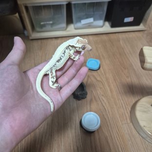 민두