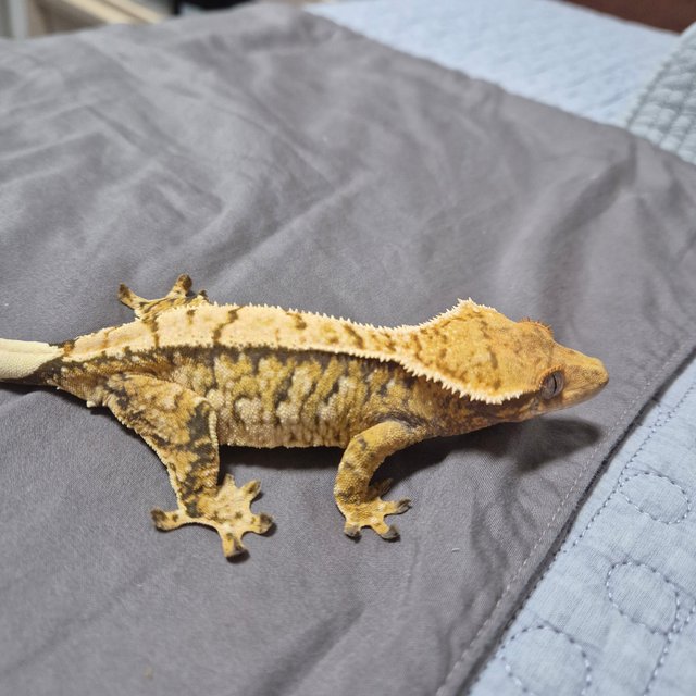 노멀 트라이 익스트림할리퀸 화이트스팟