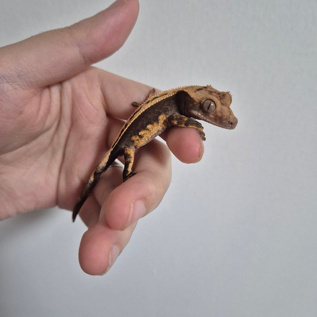 100%헷아잔틱 다크 풀핀 쿼드