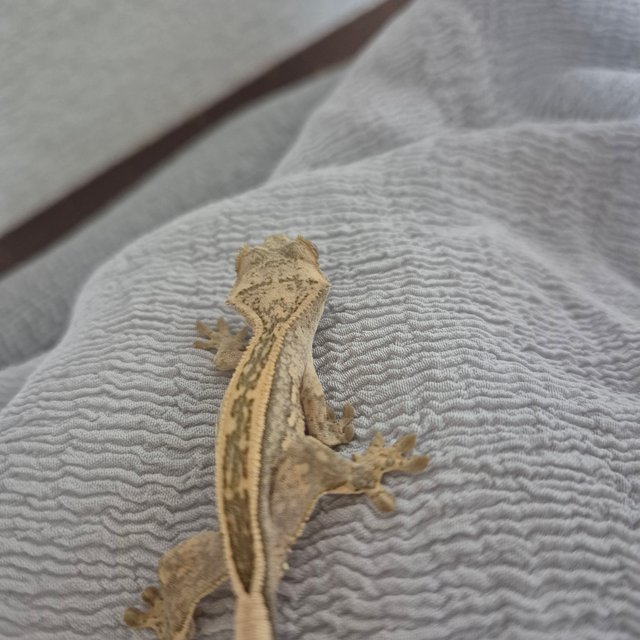 엠티백 슈퍼스트라이프 노멀