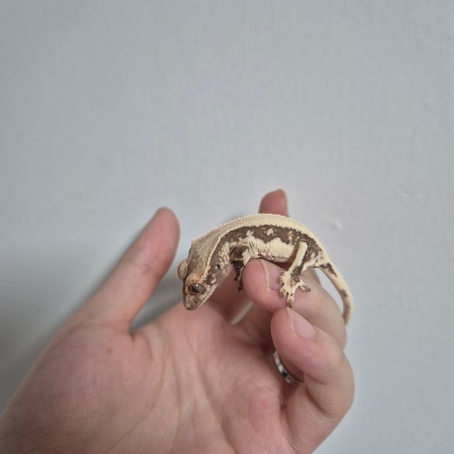 릴리100%헷아잔틱 솔리드백 풀핀