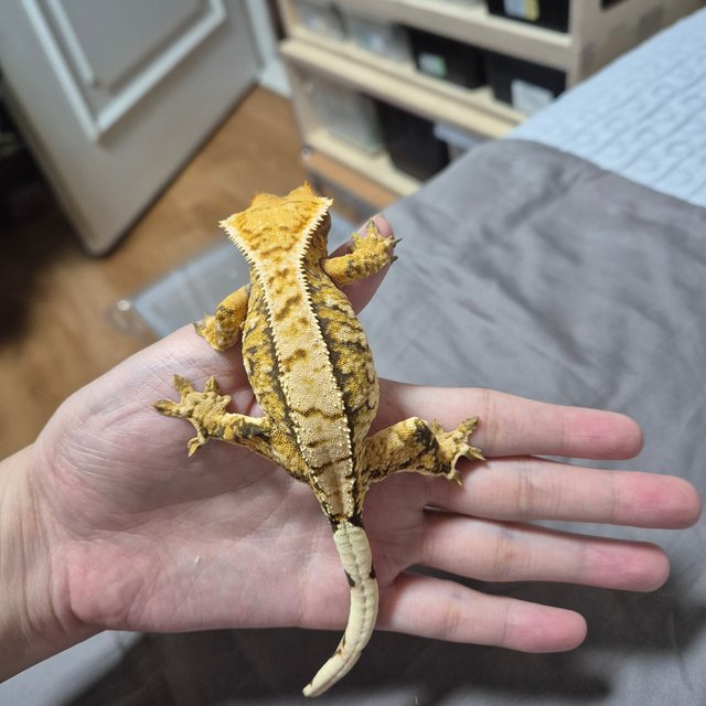 노멀 트라이 익스트림할리퀸 화이트스팟