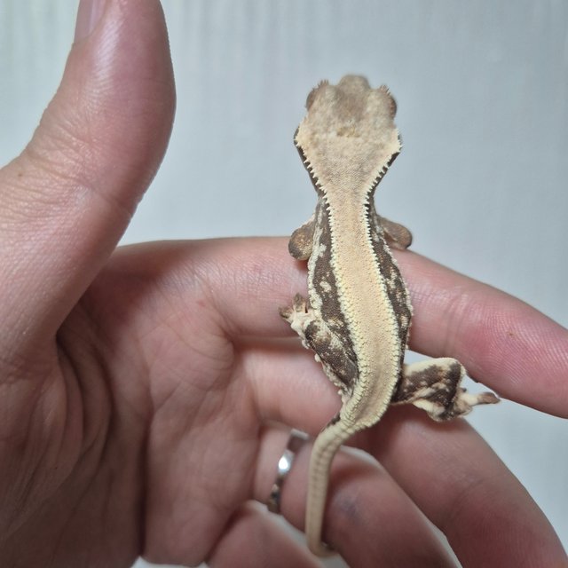 릴리100%헷아잔틱 솔리드백 풀핀