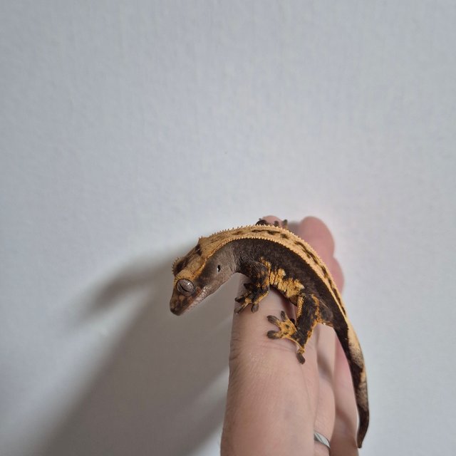 100%헷아잔틱 다크 풀핀 쿼드