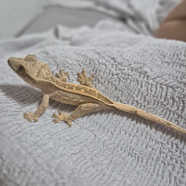 엠티백 슈퍼스트라이프 노멀