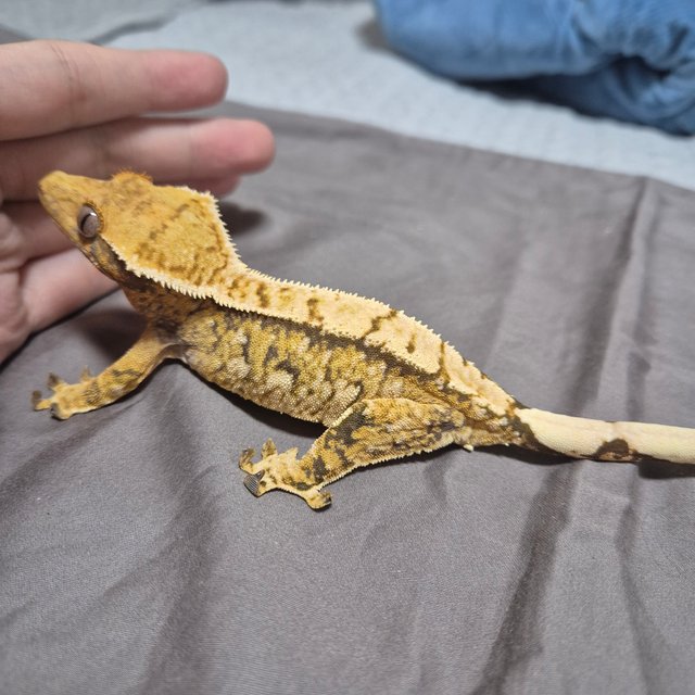 노멀 트라이 익스트림할리퀸 화이트스팟