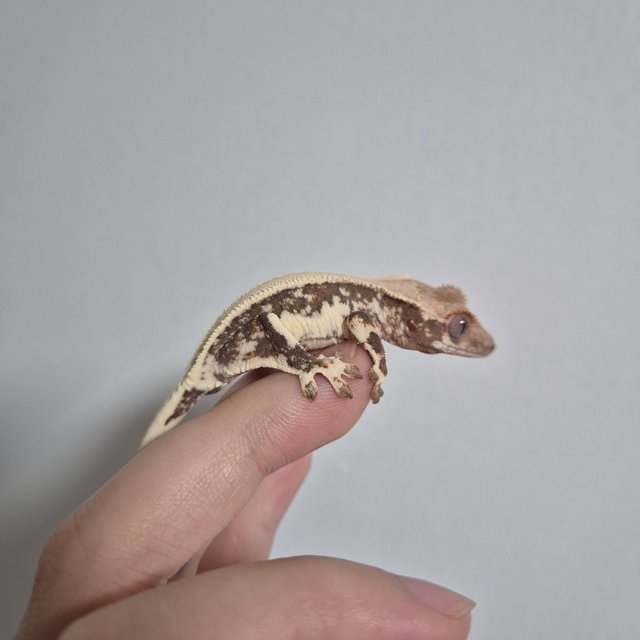 릴리100%헷아잔틱 솔리드백 풀핀