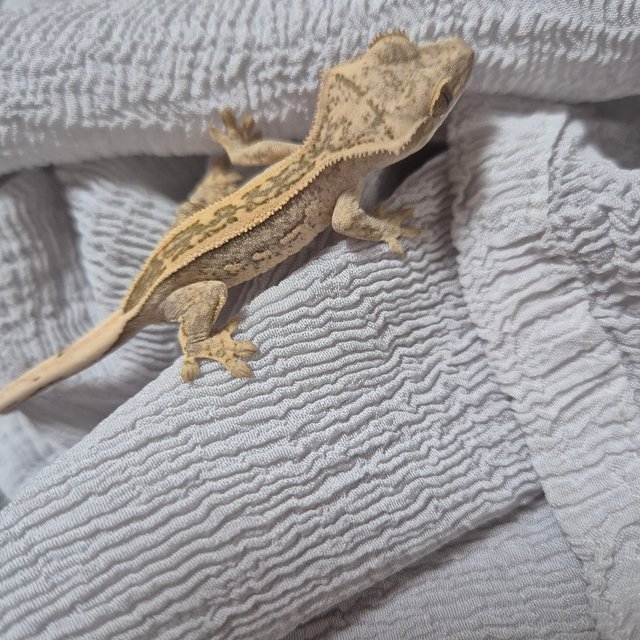 엠티백 슈퍼스트라이프 노멀