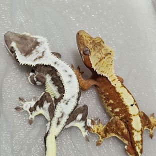 블랙탄