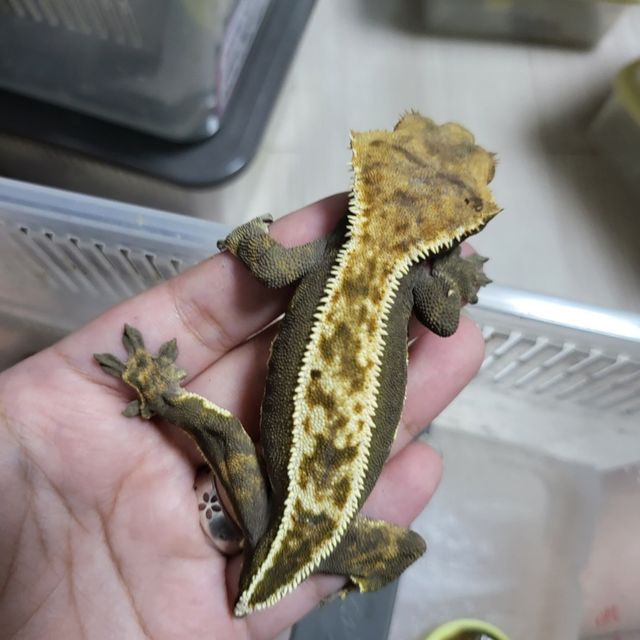엠티백