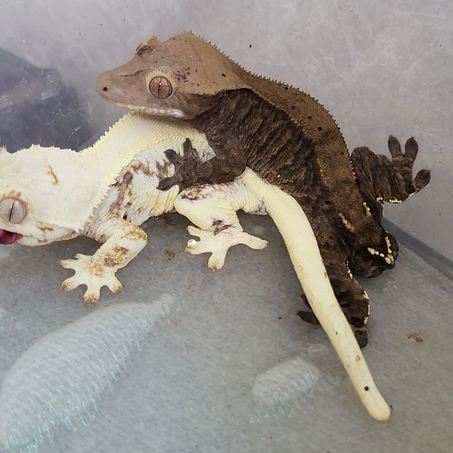 카푸치노
