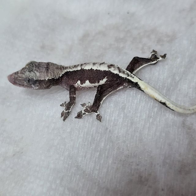 릴잔틱