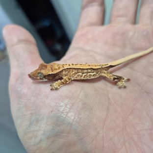 트라이 익스트림할리퀸