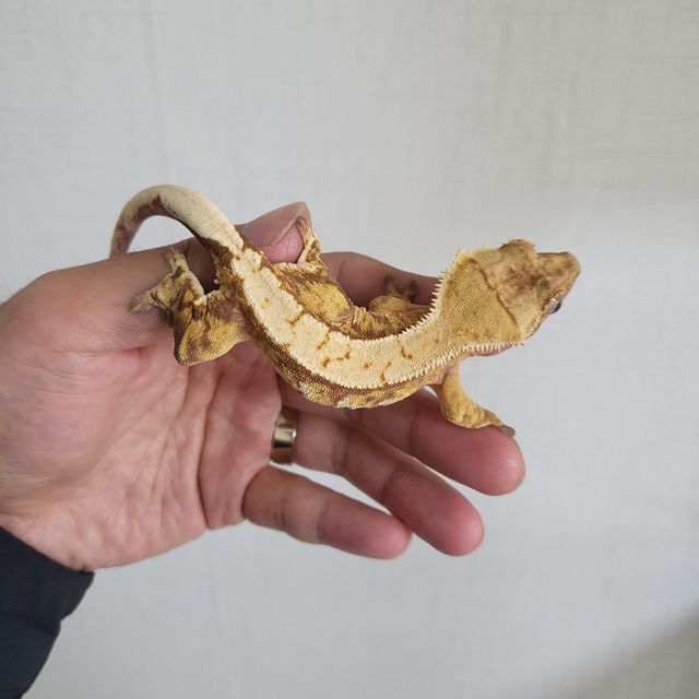 노멀 트라이 익스트림할리퀸 레드 바브