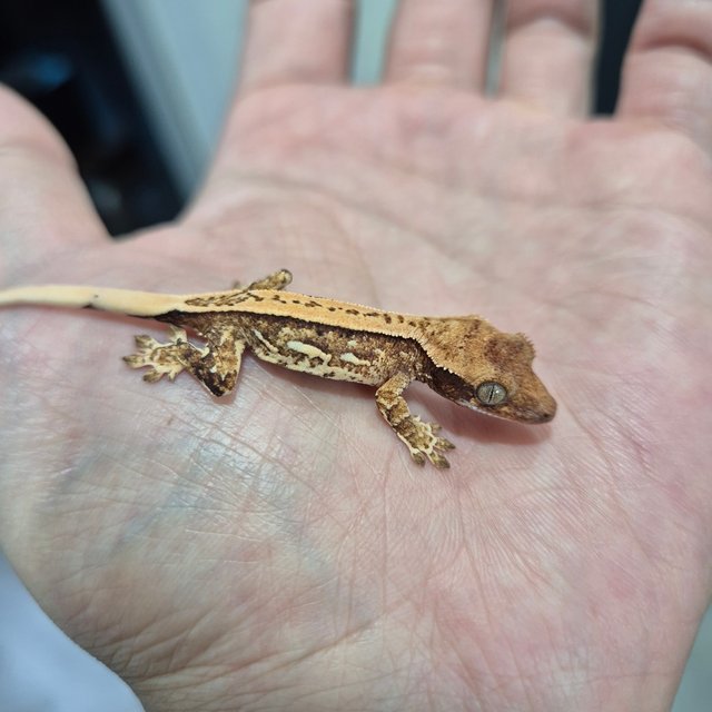 트라이 익스트림할리퀸