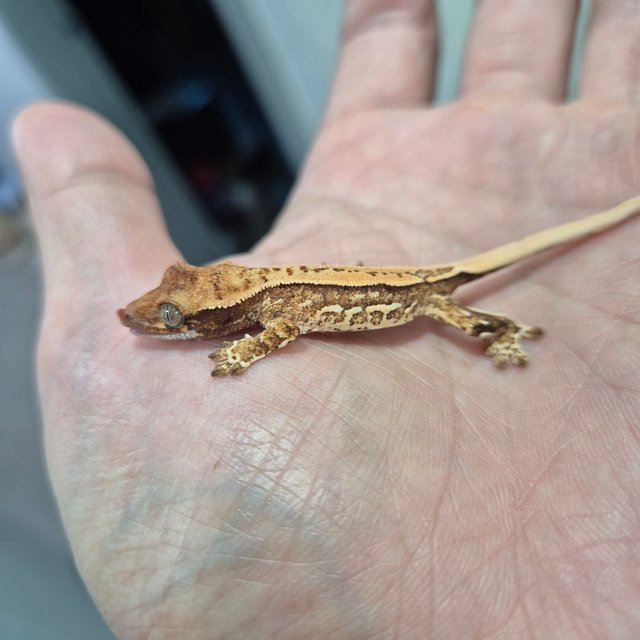 트라이 익스트림할리퀸