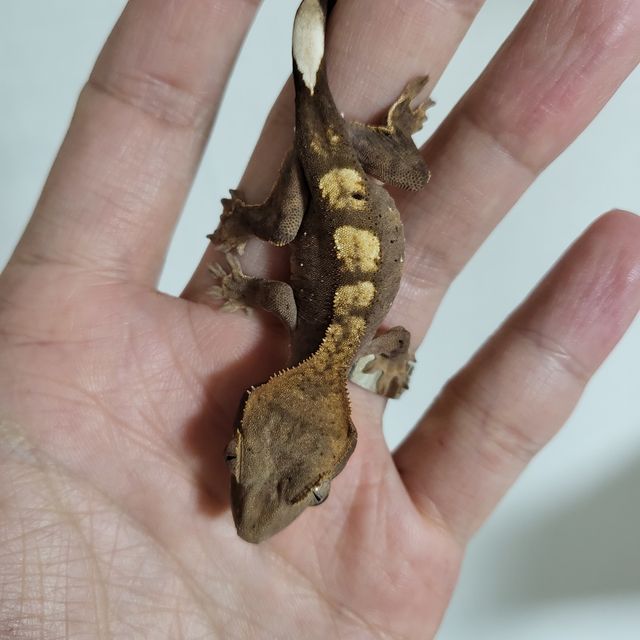 100%헷아잔틱