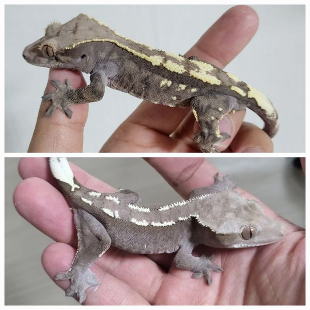 세이블 아잔틱