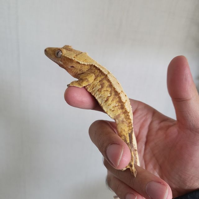 노멀 트라이 익스트림할리퀸 레드 바브