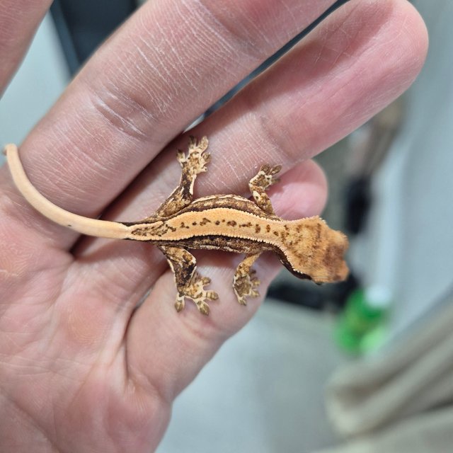 트라이 익스트림할리퀸