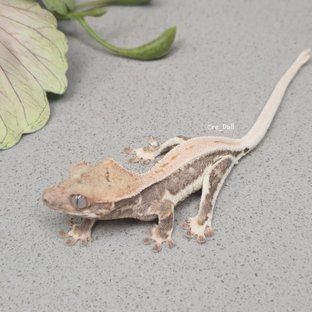 릴리화이트 레드