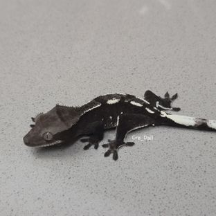 아잔틱
