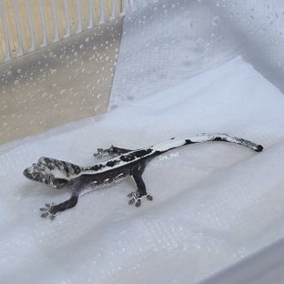 아잔틱