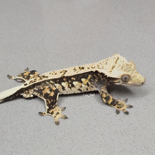 노멀 화이트포트홀 트라이