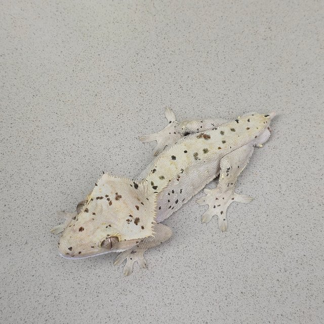 달마시안 슈퍼달마시안 레드