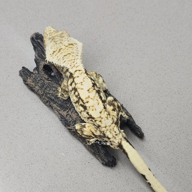 화이트포트홀 트라이 노멀