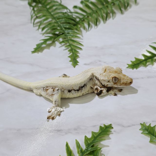릴리화이트 트라이
