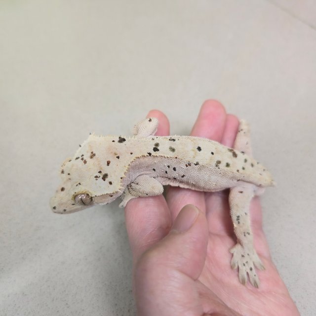 달마시안 슈퍼달마시안 레드