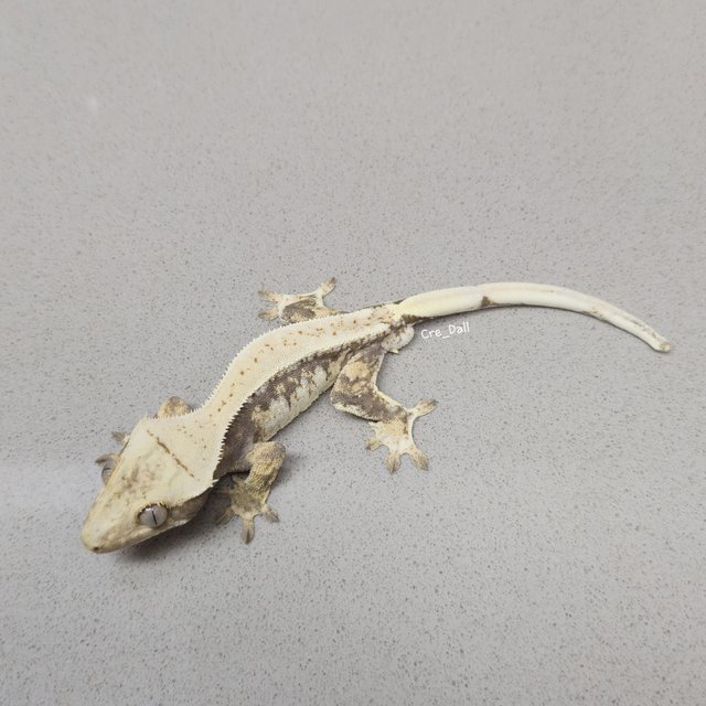 노멀 드리피 화이트스팟 트라이