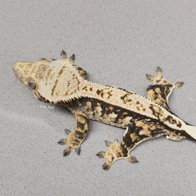 노멀 화이트포트홀 트라이