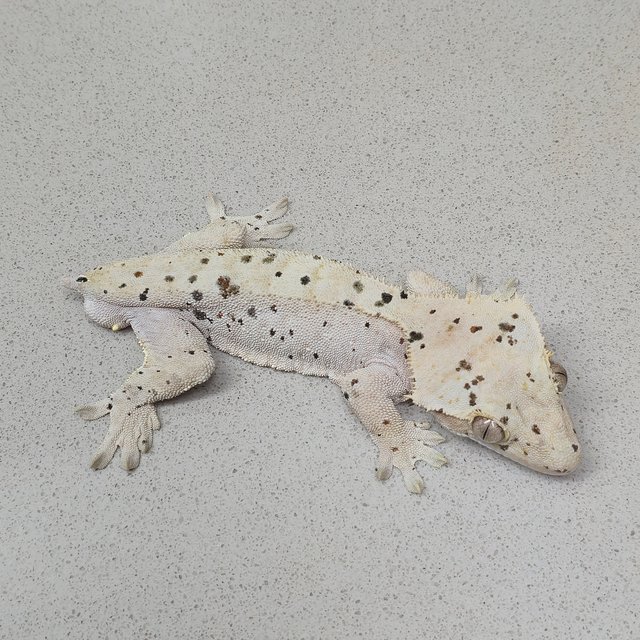 달마시안 슈퍼달마시안 레드