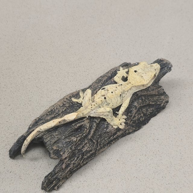 달마시안 슈퍼달마시안