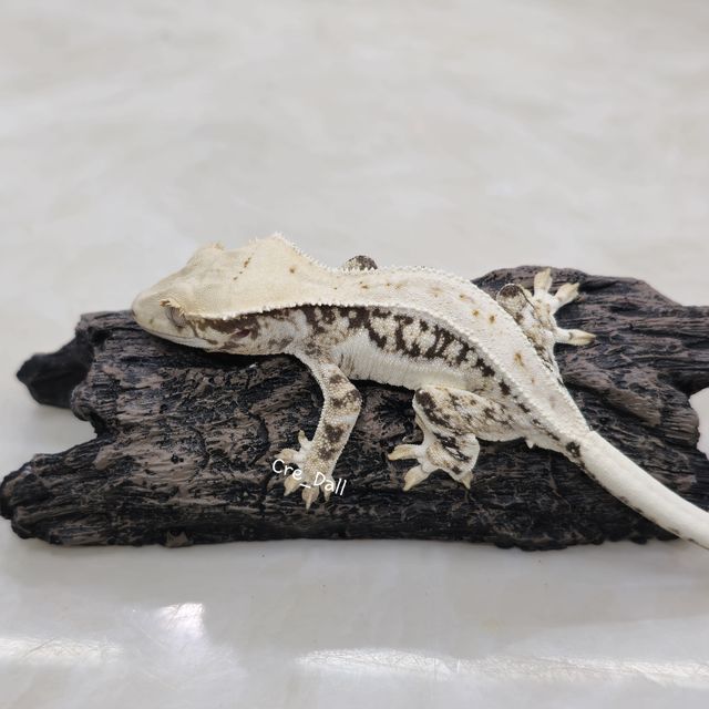 릴리화이트 트라이