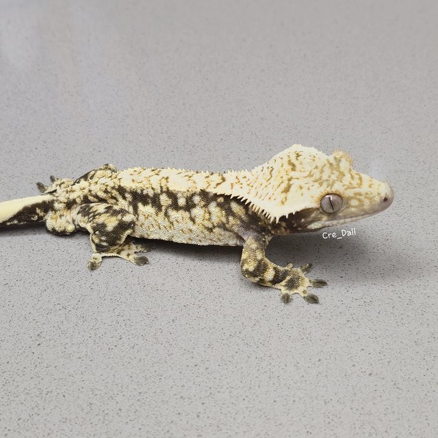 화이트포트홀 트라이 노멀