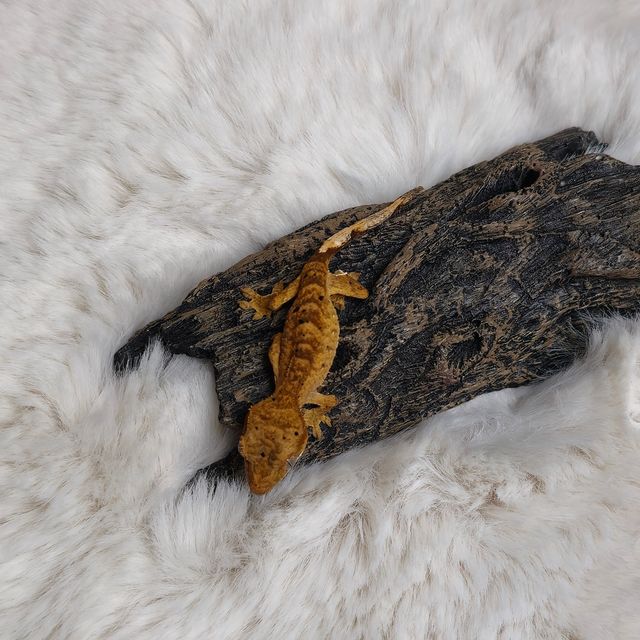달마시안