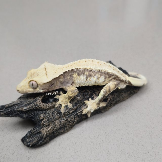 노멀 드리피 화이트스팟 트라이