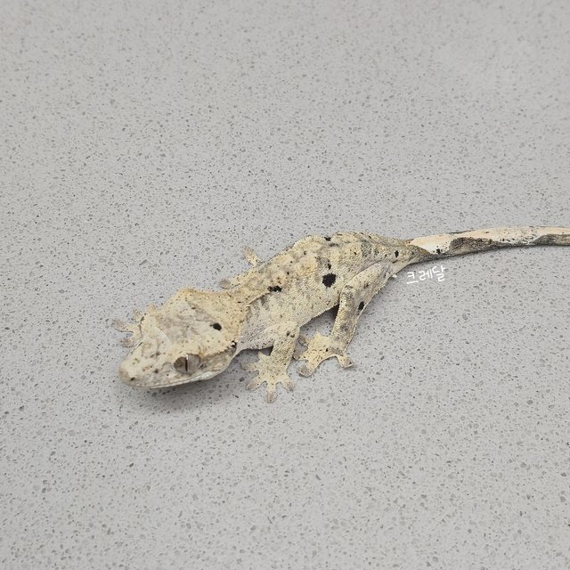 달마시안 슈퍼달마시안