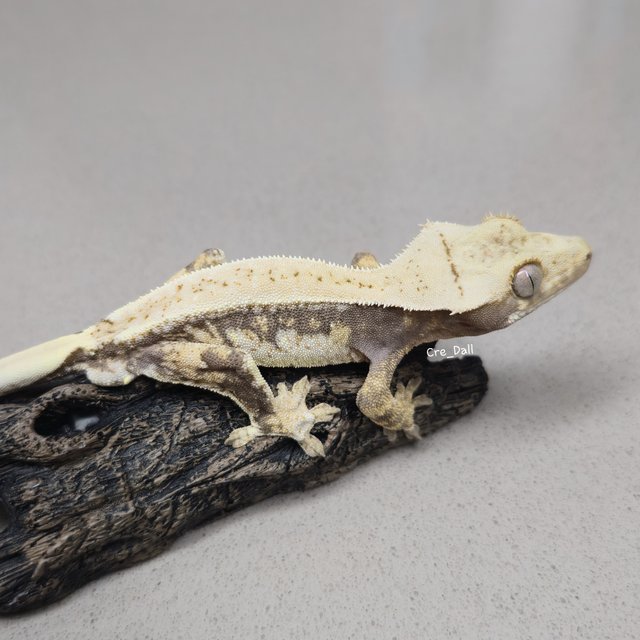 노멀 드리피 화이트스팟 트라이