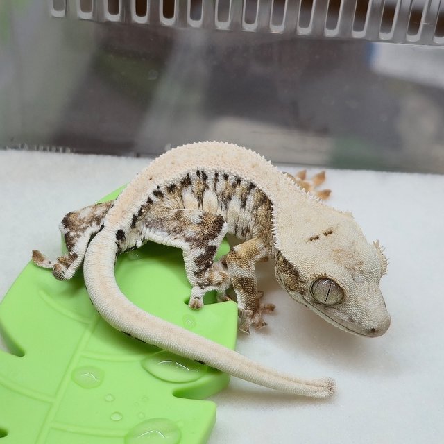 릴리화이트 트라이