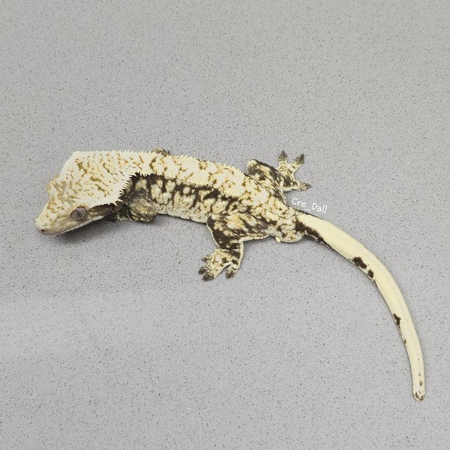 화이트포트홀 트라이 노멀