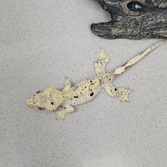 달마시안 슈퍼달마시안