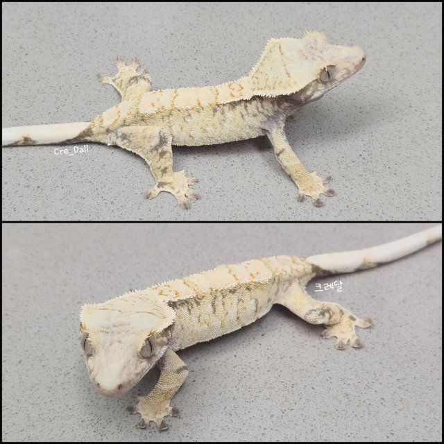 노멀 화이트스팟 드리피 트라이