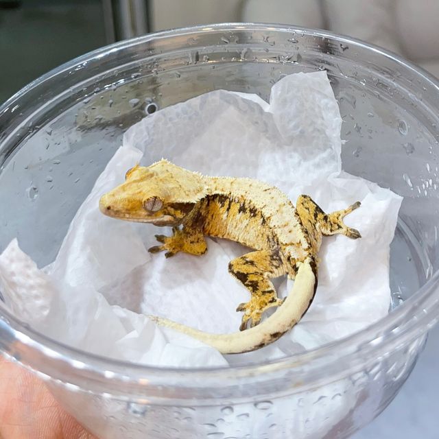 트라이
